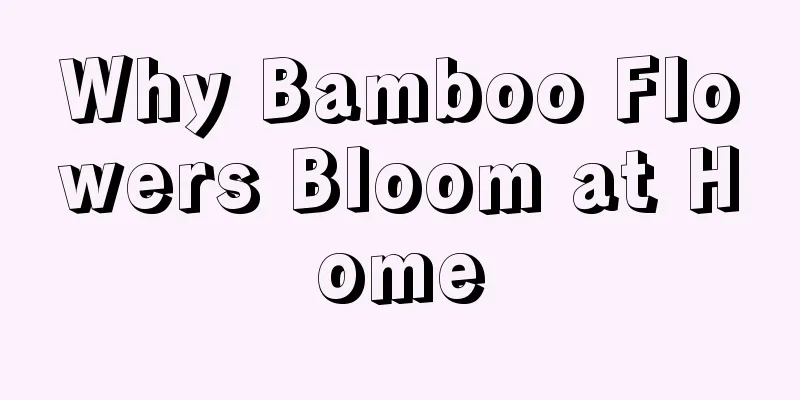 Why Bamboo Flowers Bloom at Home