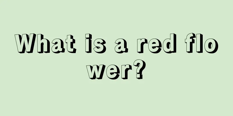 What is a red flower?