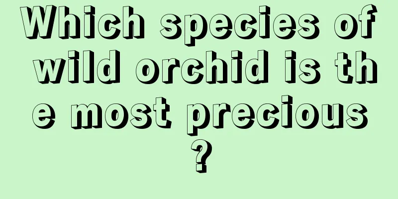 Which species of wild orchid is the most precious?