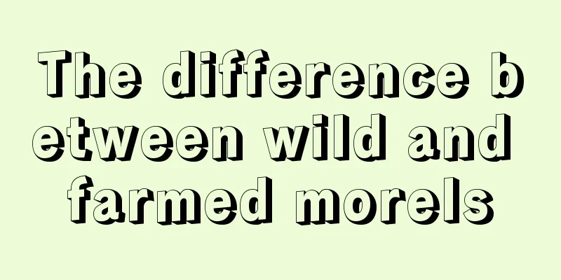 The difference between wild and farmed morels