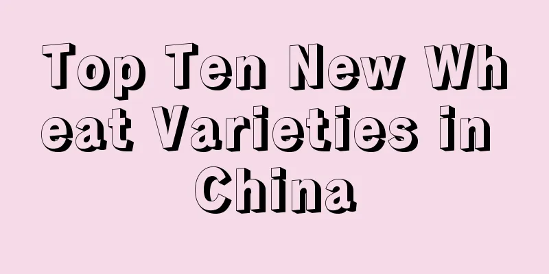 Top Ten New Wheat Varieties in China