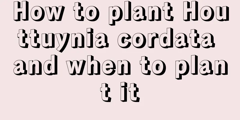 How to plant Houttuynia cordata and when to plant it