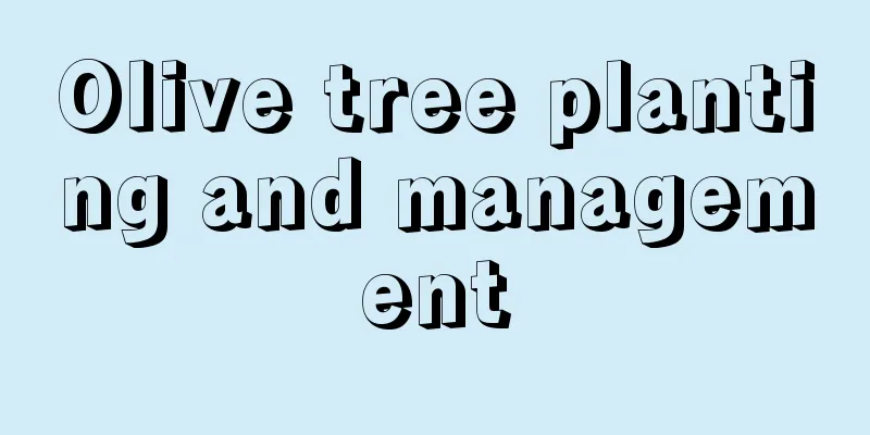 Olive tree planting and management