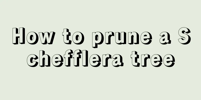 How to prune a Schefflera tree