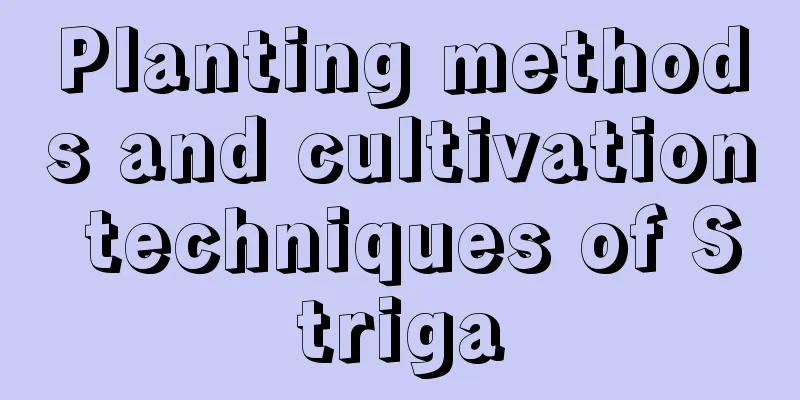 Planting methods and cultivation techniques of Striga