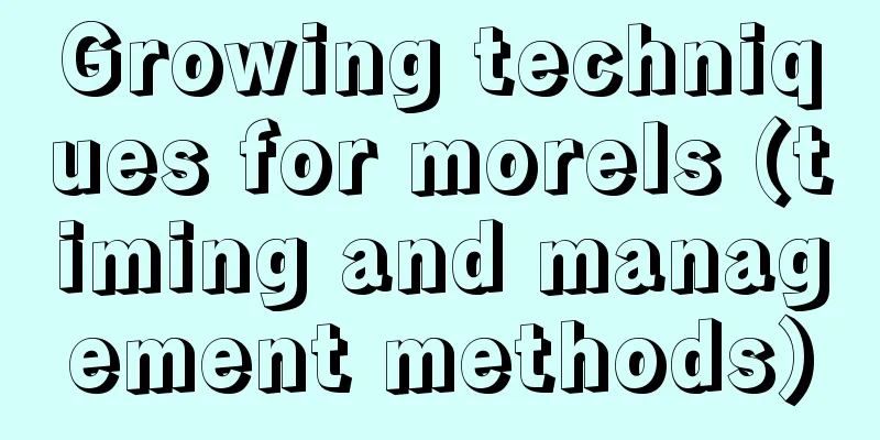 Growing techniques for morels (timing and management methods)