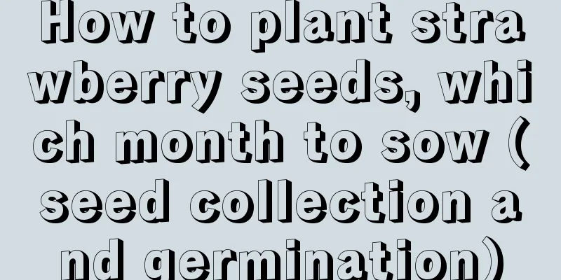 How to plant strawberry seeds, which month to sow (seed collection and germination)