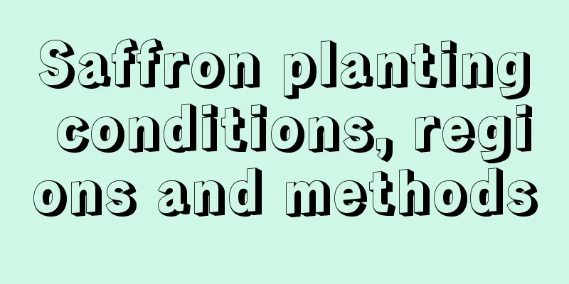 Saffron planting conditions, regions and methods