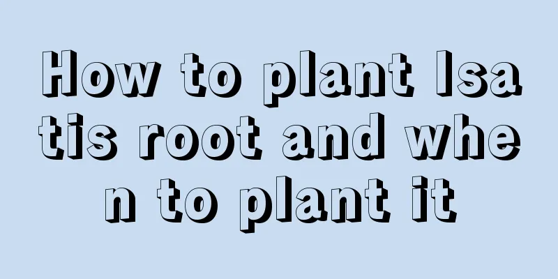 How to plant Isatis root and when to plant it