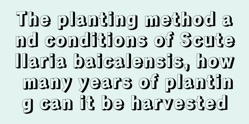 The planting method and conditions of Scutellaria baicalensis, how many years of planting can it be harvested