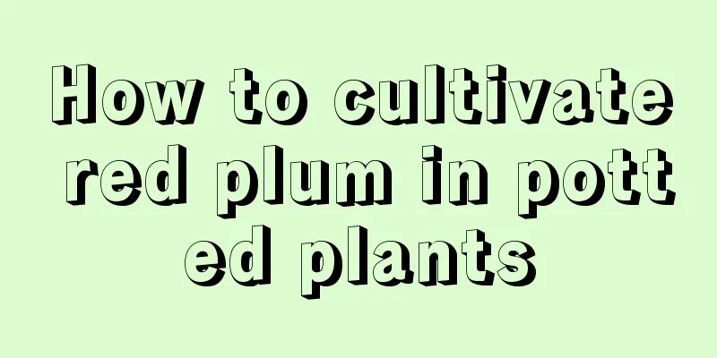 How to cultivate red plum in potted plants