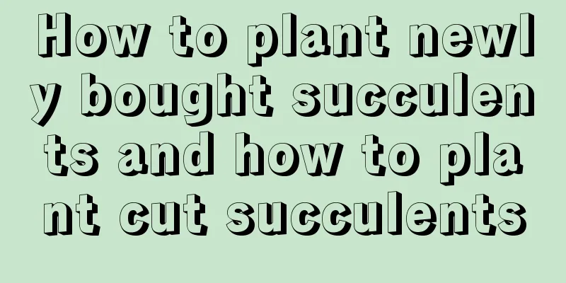 How to plant newly bought succulents and how to plant cut succulents