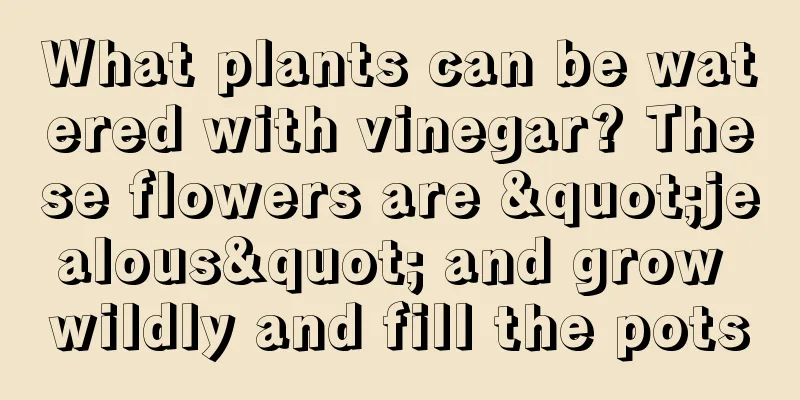 What plants can be watered with vinegar? These flowers are "jealous" and grow wildly and fill the pots