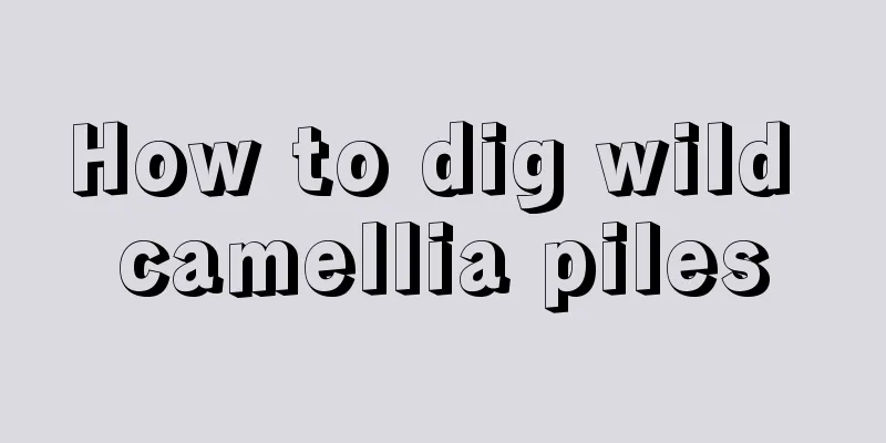 How to dig wild camellia piles