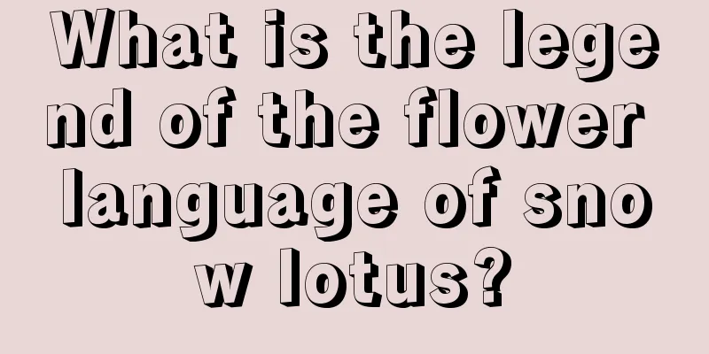 What is the legend of the flower language of snow lotus?