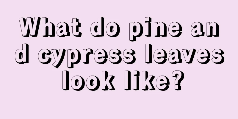 What do pine and cypress leaves look like?