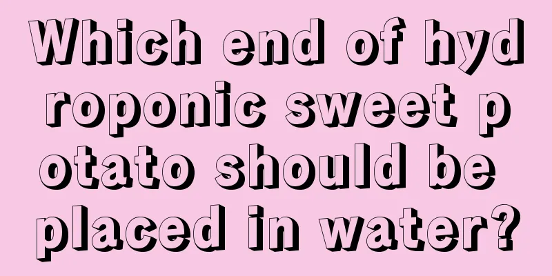 Which end of hydroponic sweet potato should be placed in water?