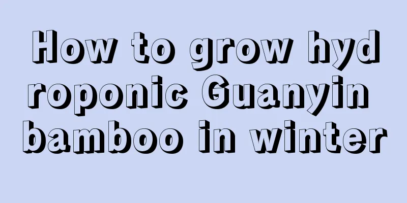 How to grow hydroponic Guanyin bamboo in winter