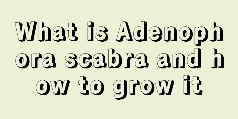 What is Adenophora scabra and how to grow it