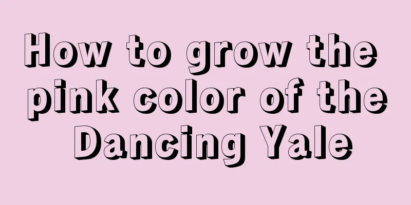 How to grow the pink color of the Dancing Yale