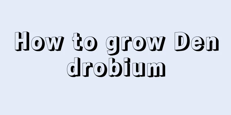 How to grow Dendrobium