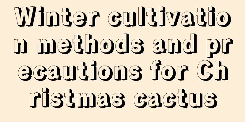 Winter cultivation methods and precautions for Christmas cactus