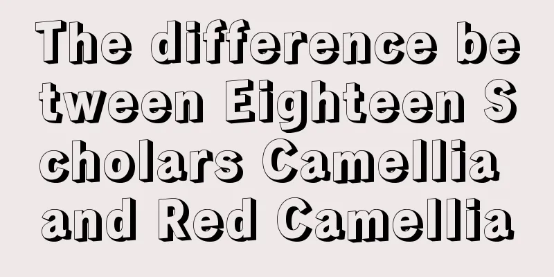 The difference between Eighteen Scholars Camellia and Red Camellia