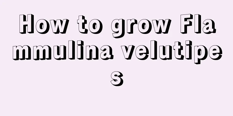 How to grow Flammulina velutipes