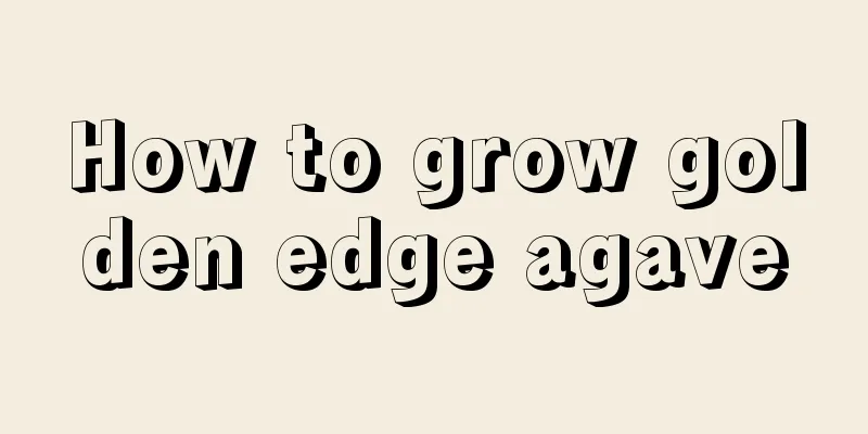 How to grow golden edge agave