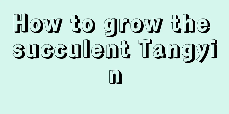 How to grow the succulent Tangyin