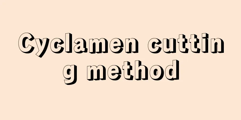 Cyclamen cutting method