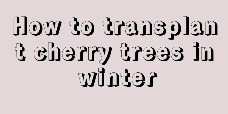 How to transplant cherry trees in winter