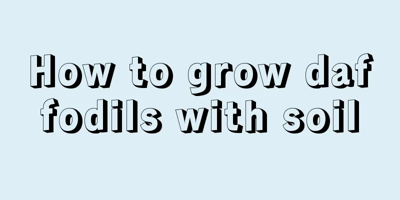 How to grow daffodils with soil