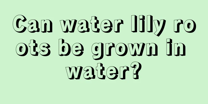 Can water lily roots be grown in water?