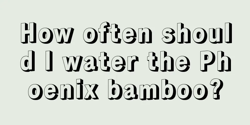 How often should I water the Phoenix bamboo?