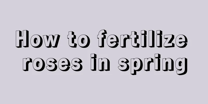 How to fertilize roses in spring