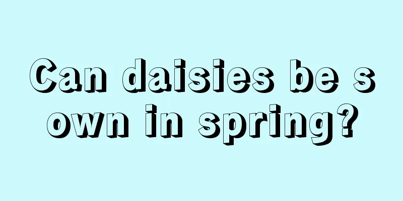 Can daisies be sown in spring?