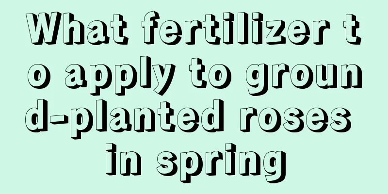 What fertilizer to apply to ground-planted roses in spring