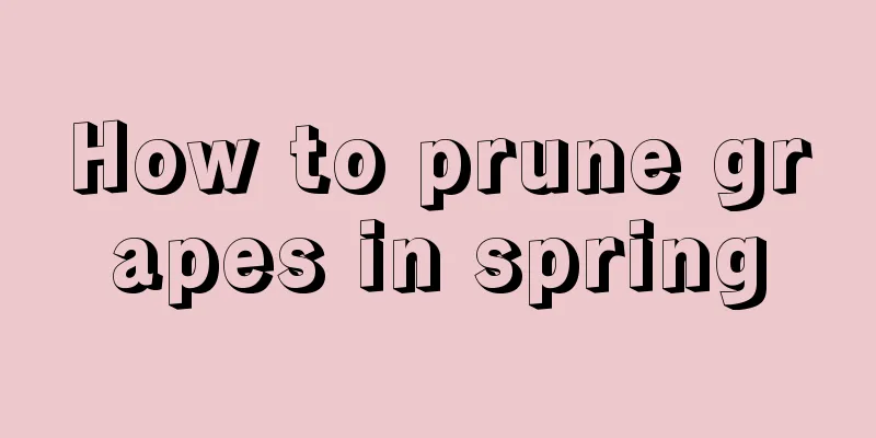 How to prune grapes in spring