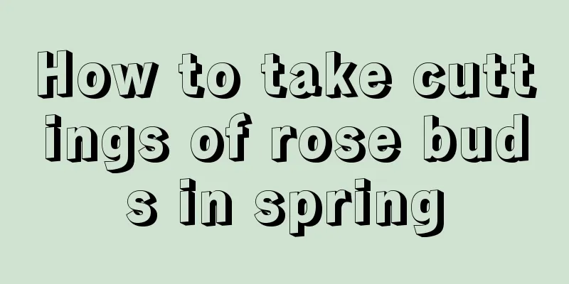 How to take cuttings of rose buds in spring