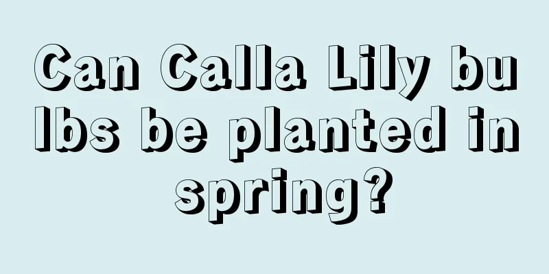 Can Calla Lily bulbs be planted in spring?