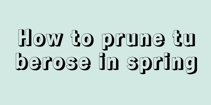 How to prune tuberose in spring