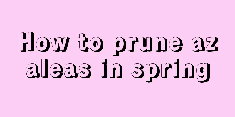 How to prune azaleas in spring