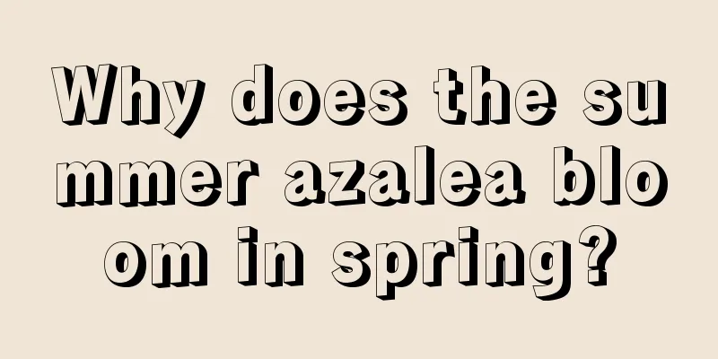 Why does the summer azalea bloom in spring?