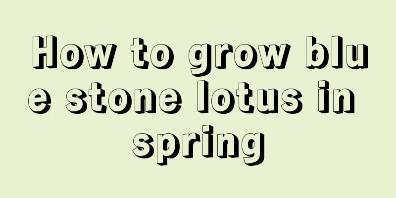 How to grow blue stone lotus in spring