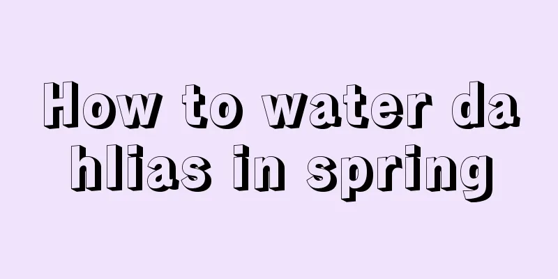 How to water dahlias in spring