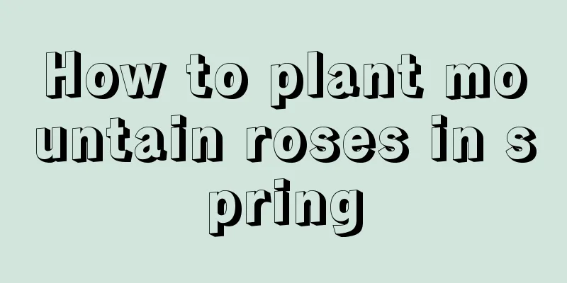 How to plant mountain roses in spring