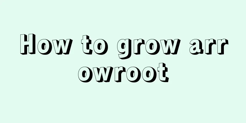 How to grow arrowroot