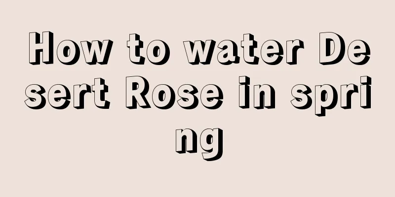 How to water Desert Rose in spring