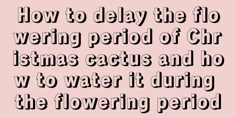 How to delay the flowering period of Christmas cactus and how to water it during the flowering period